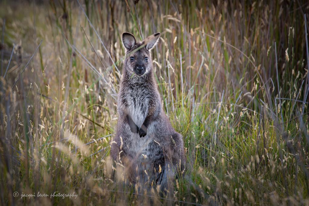 Pearl Hawley Beach Port Sorell Buitenkant foto
