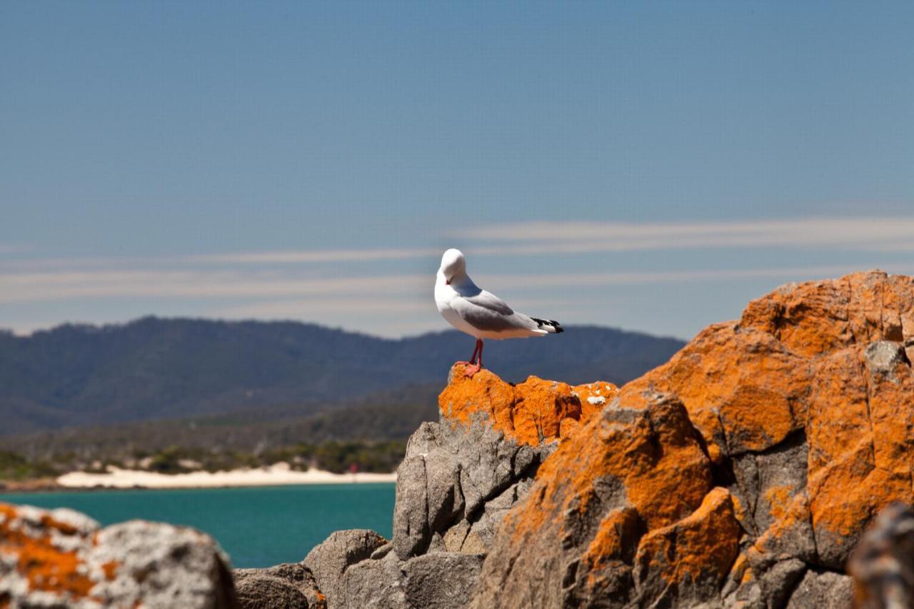 Pearl Hawley Beach Port Sorell Buitenkant foto